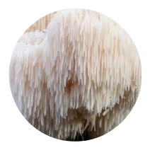 Lion’s Mane Mushroom